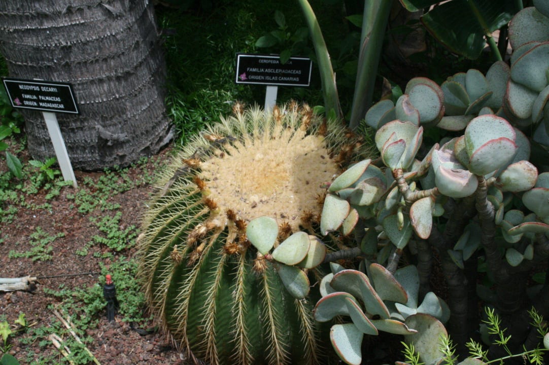 Gartenanlage Hotel Parque Tropical