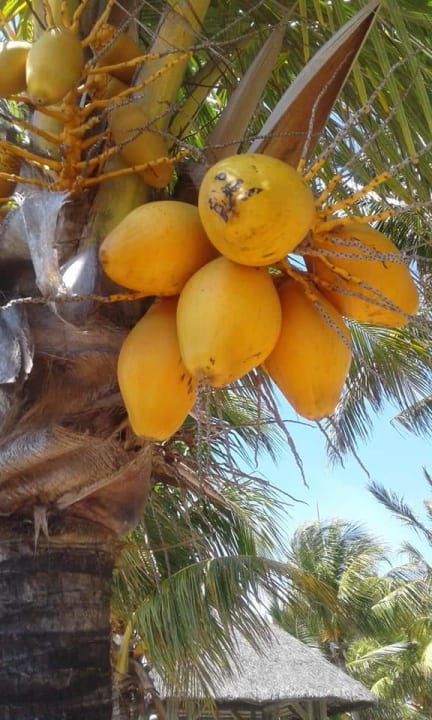 Gartenanlage Lagoon Attitude - Adults only