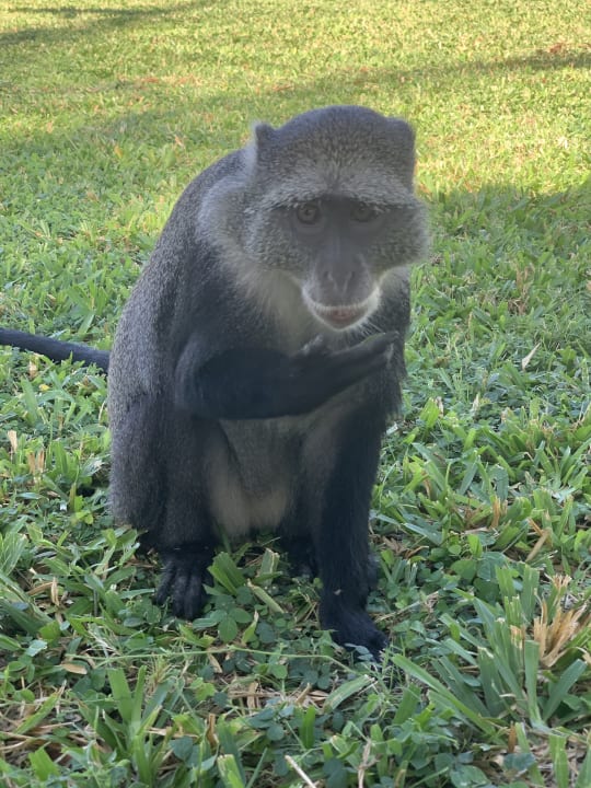 Sonstiges Neptune Village Beach Resort & Spa