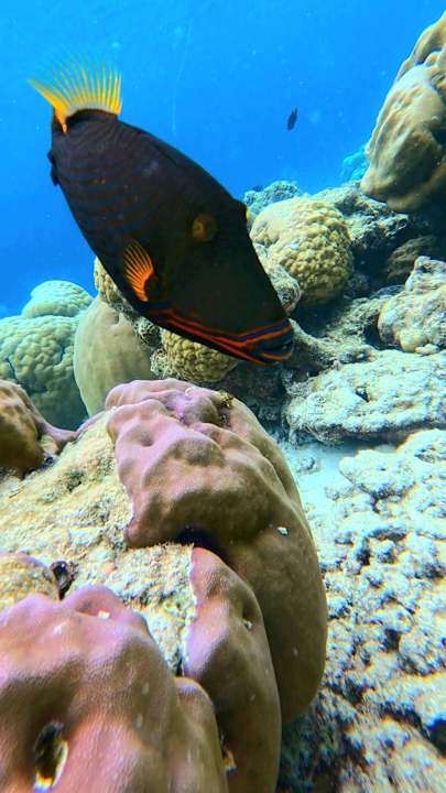 Sport & Freizeit Vilamendhoo Island Resort & Spa