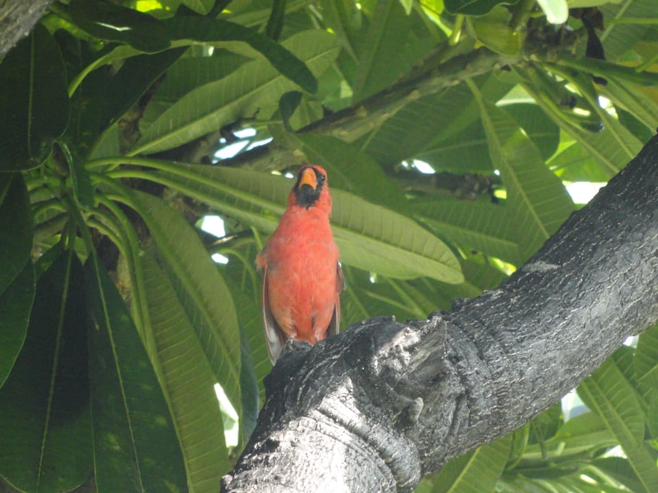 Tropischer Vogel im Hotelgarten Kaanapali Beach Hotel