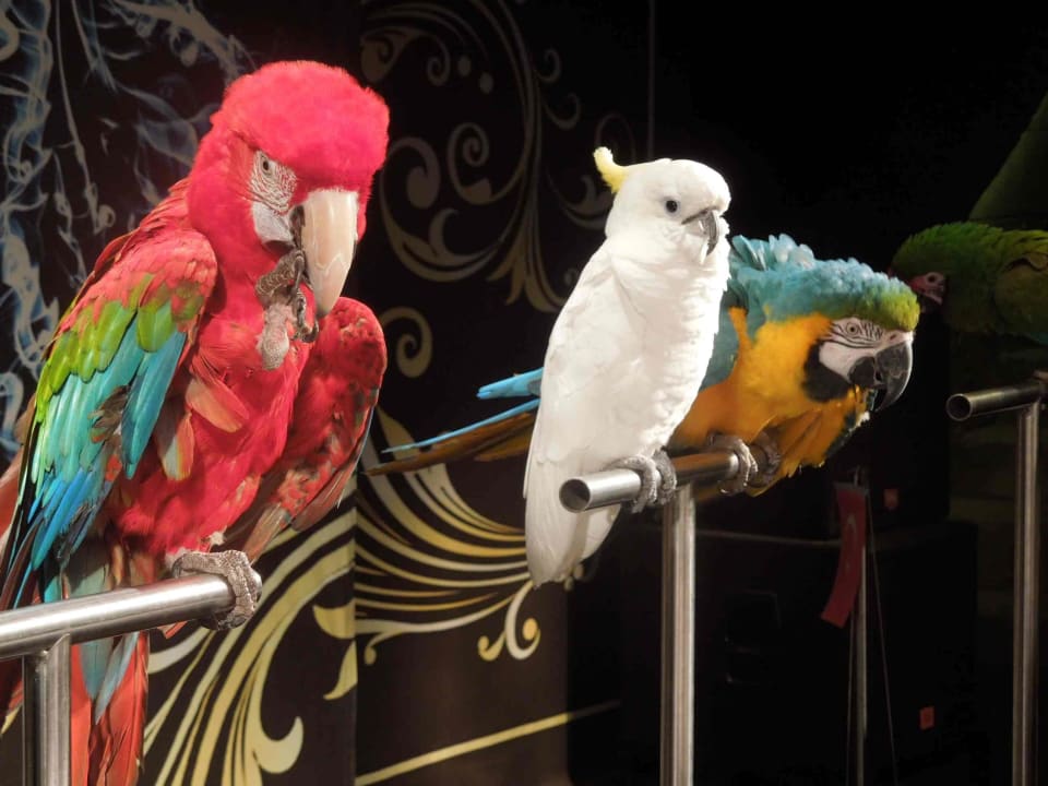 Papagei Show Adalya Resort & Spa - Adults Only