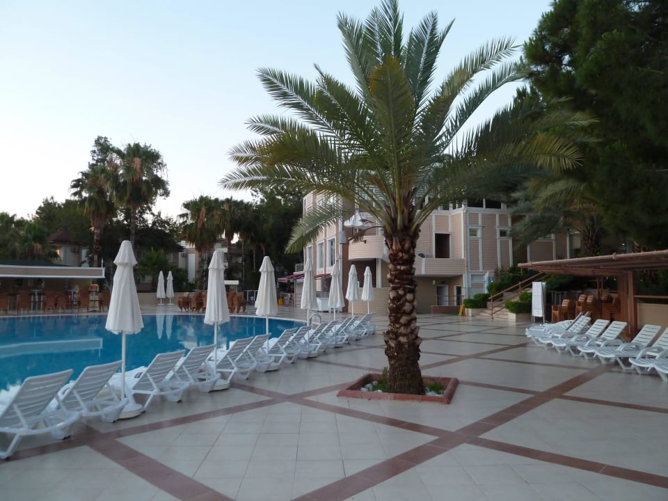 Eine Palme mittel. Club Sidelya Hotel
