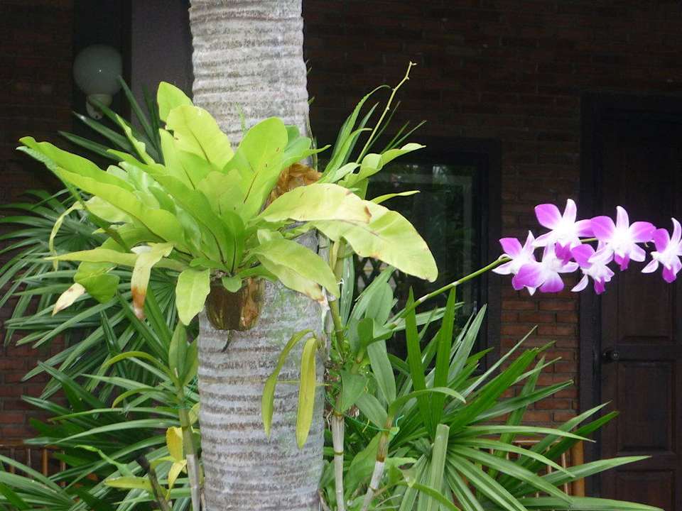 Dschungelgarten Hotel The Cottage