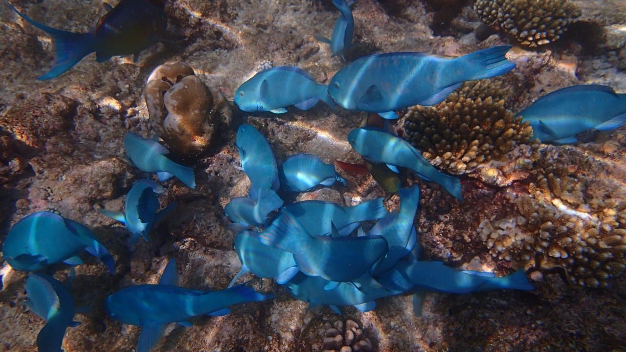 Schnorchelerfolge am Einstieg Nr.2 Kuramathi Maldives