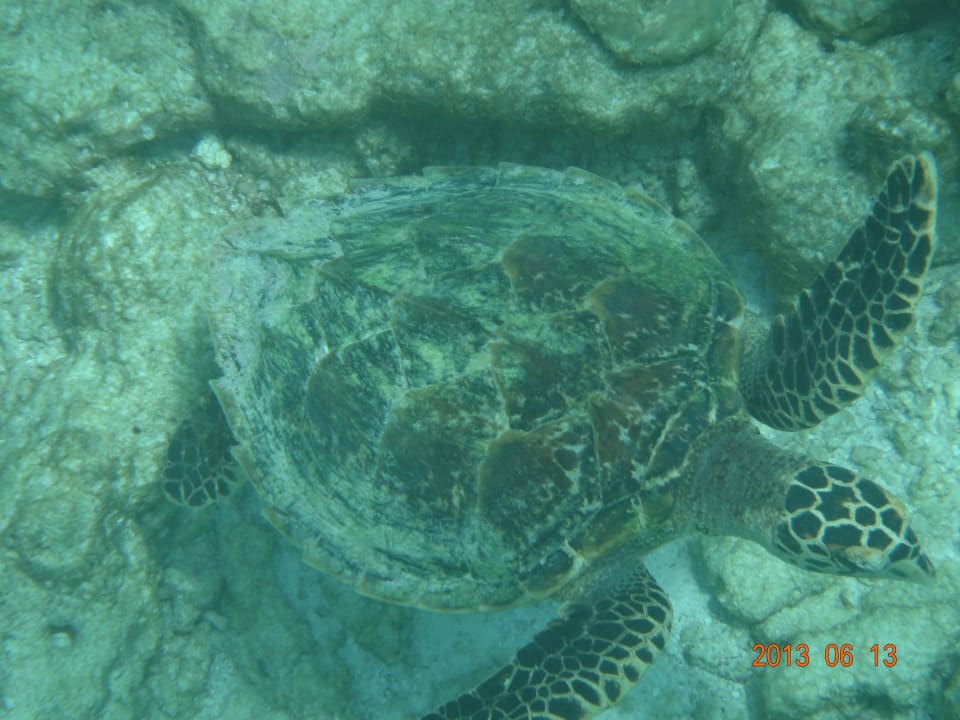 Schildi macht den Abflug Kuramathi Maldives