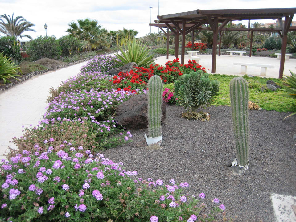 Schöne Bepflanzungen Elba Carlota Beach & Golf Resort