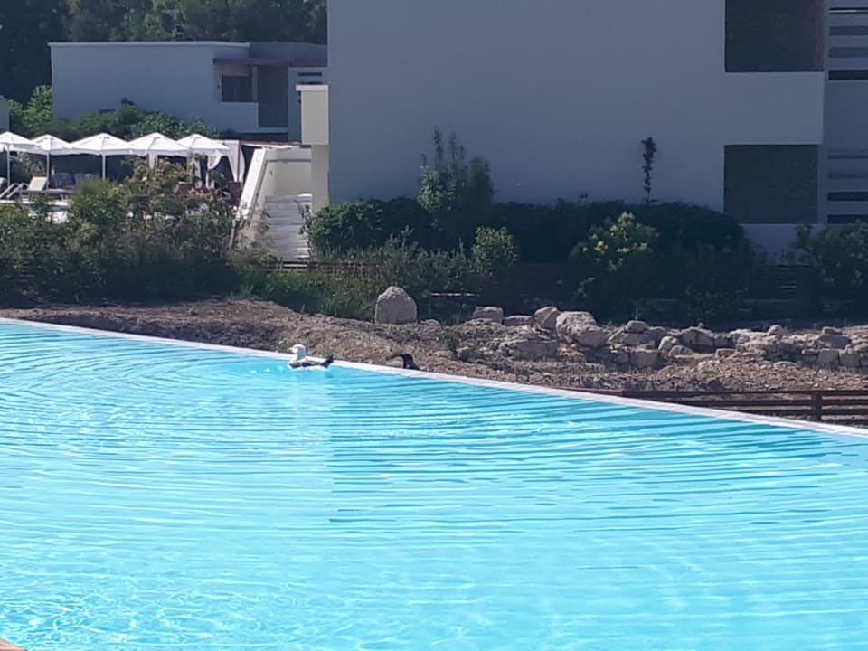 Pool SENTIDO Port Royal Villas & Spa