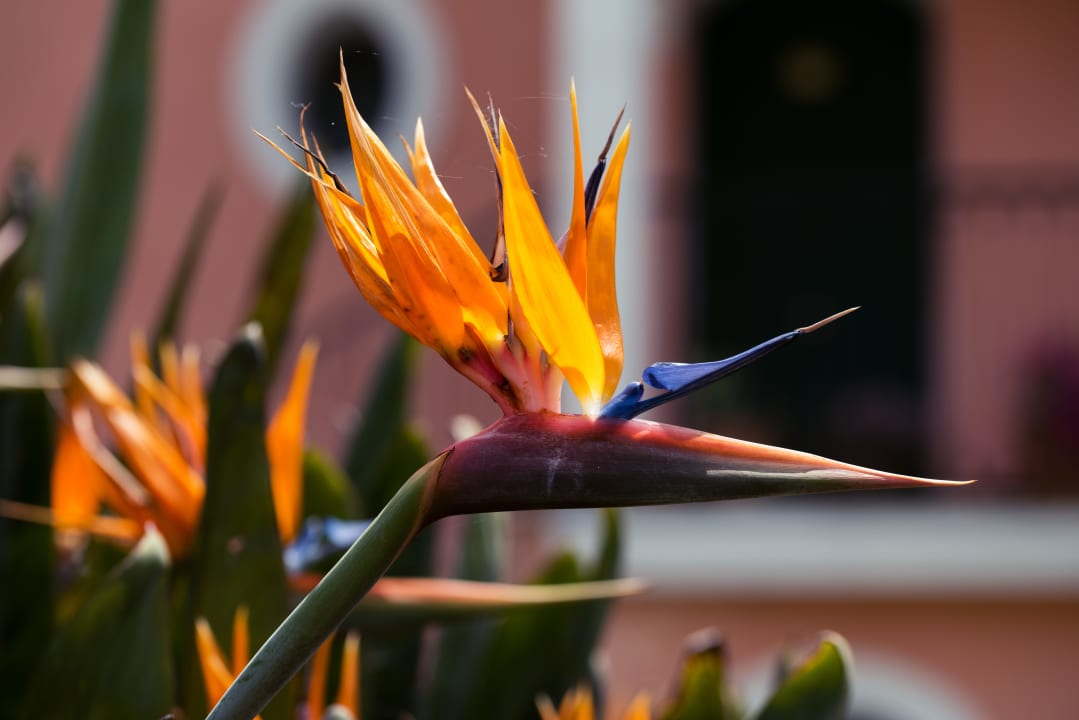 Gartenanlage Villa Rizzo Hotel Resort & Spa