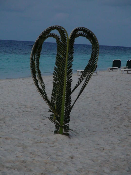 Kunstwerk aus Palmen Vilamendhoo Island Resort & Spa