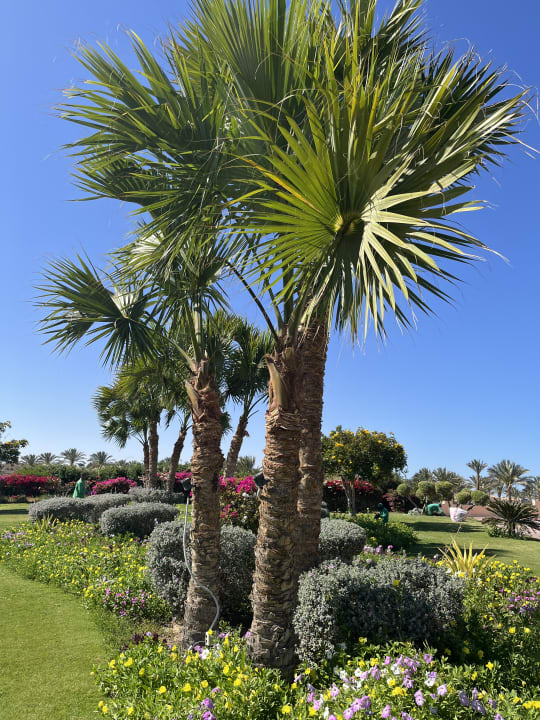 Gartenanlage Cleopatra Luxury Resort Makadi Bay