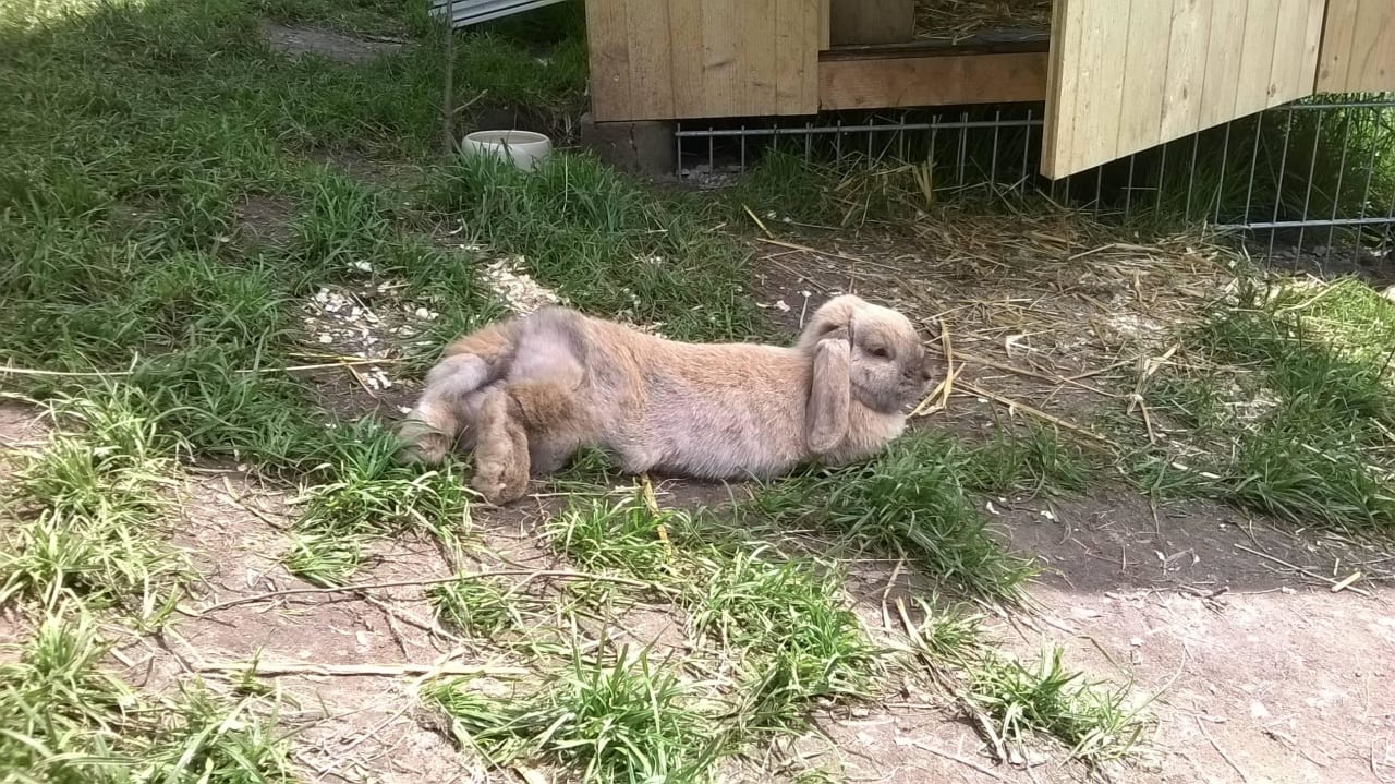 Hasenglück  Schlosshof - der Urlaubsbauernhof