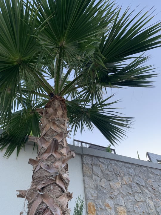 Ausblick Mitsis Summer Palace