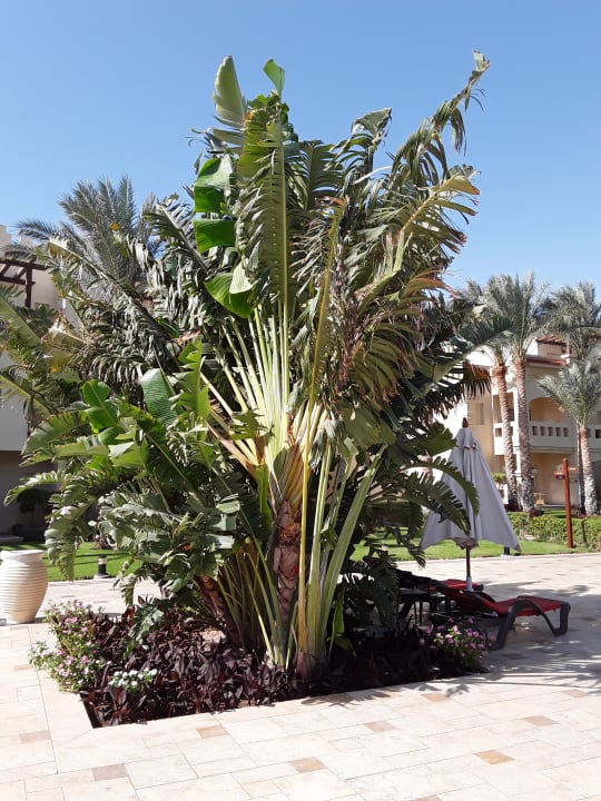 Gartenanlage Rixos Sharm El Sheikh Adults Only 18 +