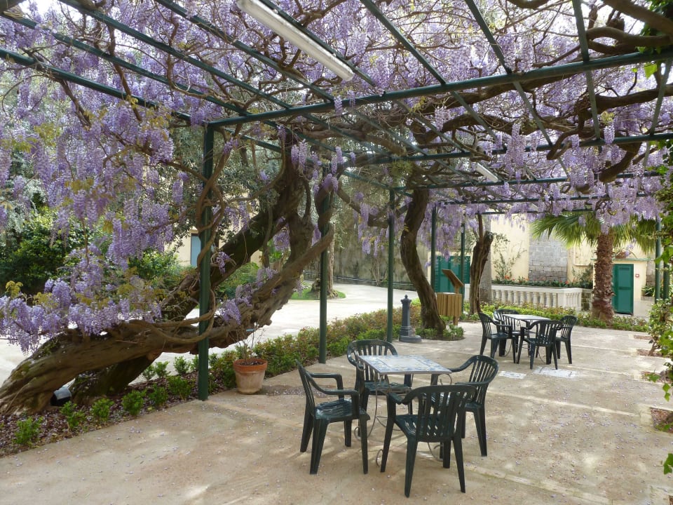 Glicine Villa Crawford