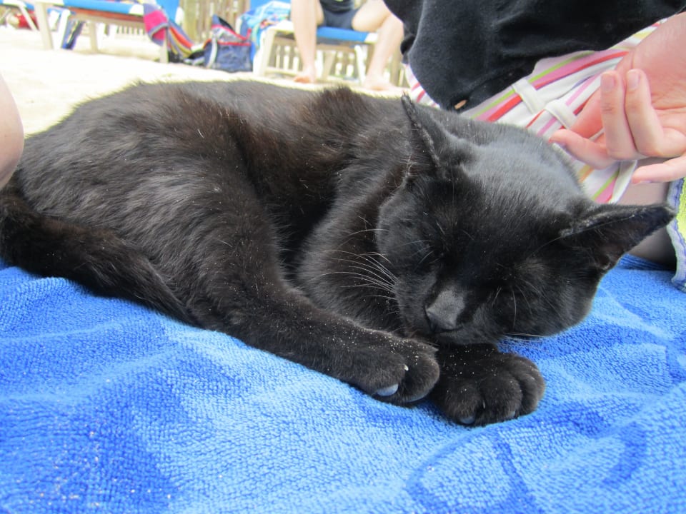 Viele Katzen (mindestens 7) SBH Costa Calma Beach Resort