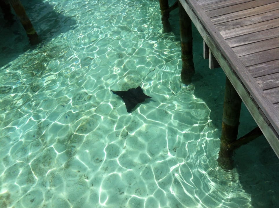 Stachelrochen Meeru Maldives Resort Island
