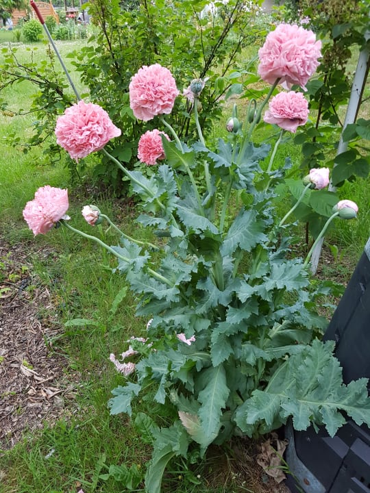 Gartenanlage Ferienwohnung im Grünen - Lankower See in Schwerin