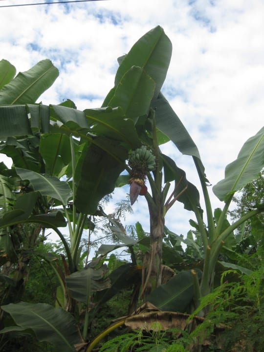 Pflanzen Bungalow Jungle Hill