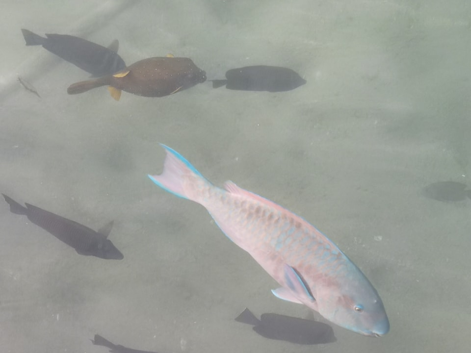 Sonstiges Pickalbatros Dana Beach Resort - Hurghada