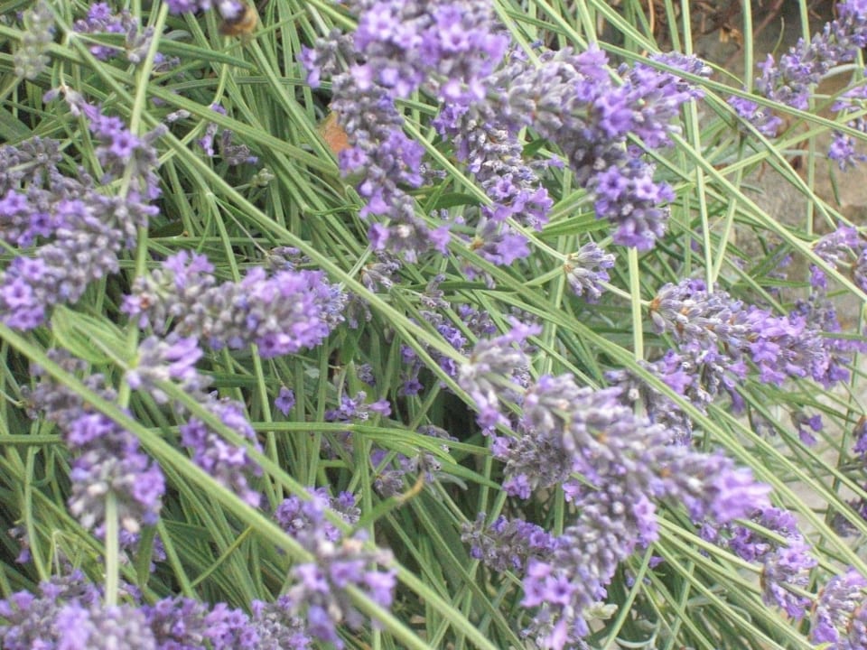 Lavendel pur B&B All'ombra del Pero