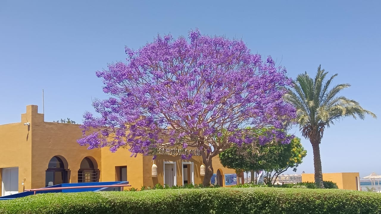 Gartenanlage Stella Beach Resort & Spa Makadi Bay