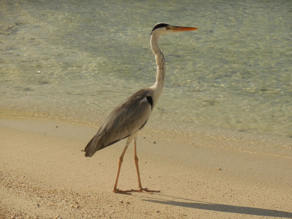 Reiher Komandoo Island Resort & Spa - Adults only