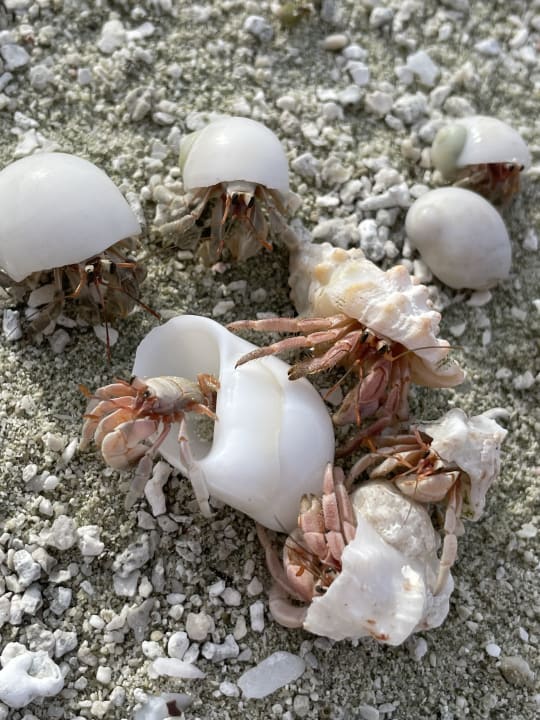 Strand Cinnamon Hakuraa Huraa Maldives
