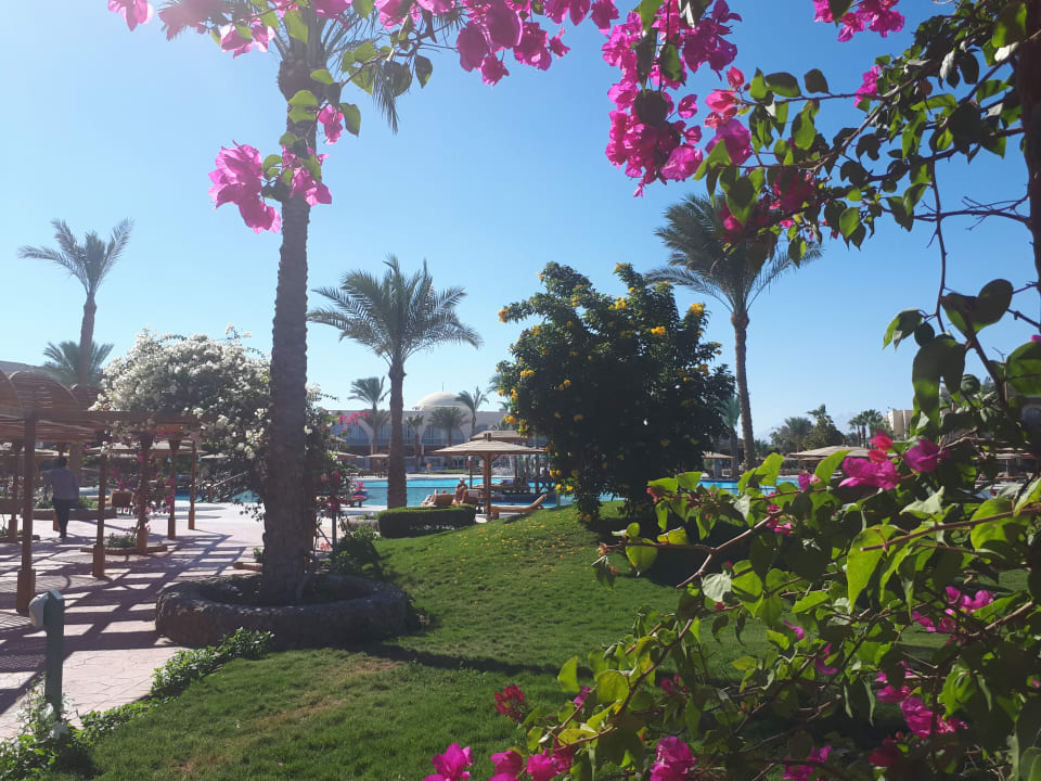 Gartenanlage Desert Rose