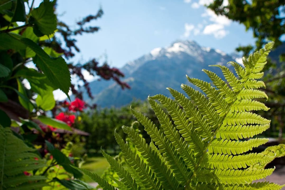 Ausblick auf die Zielspitze (Südtirol) Apartments Gasserhof