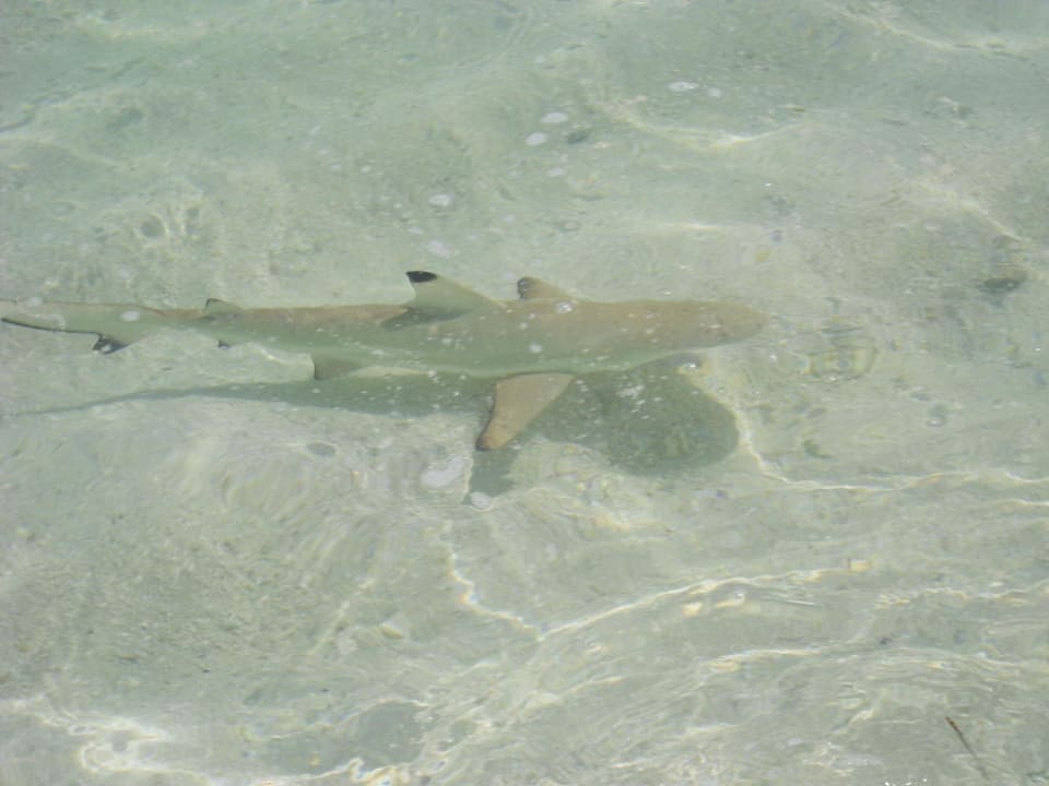 Shark Kuredu Island Resort & Spa