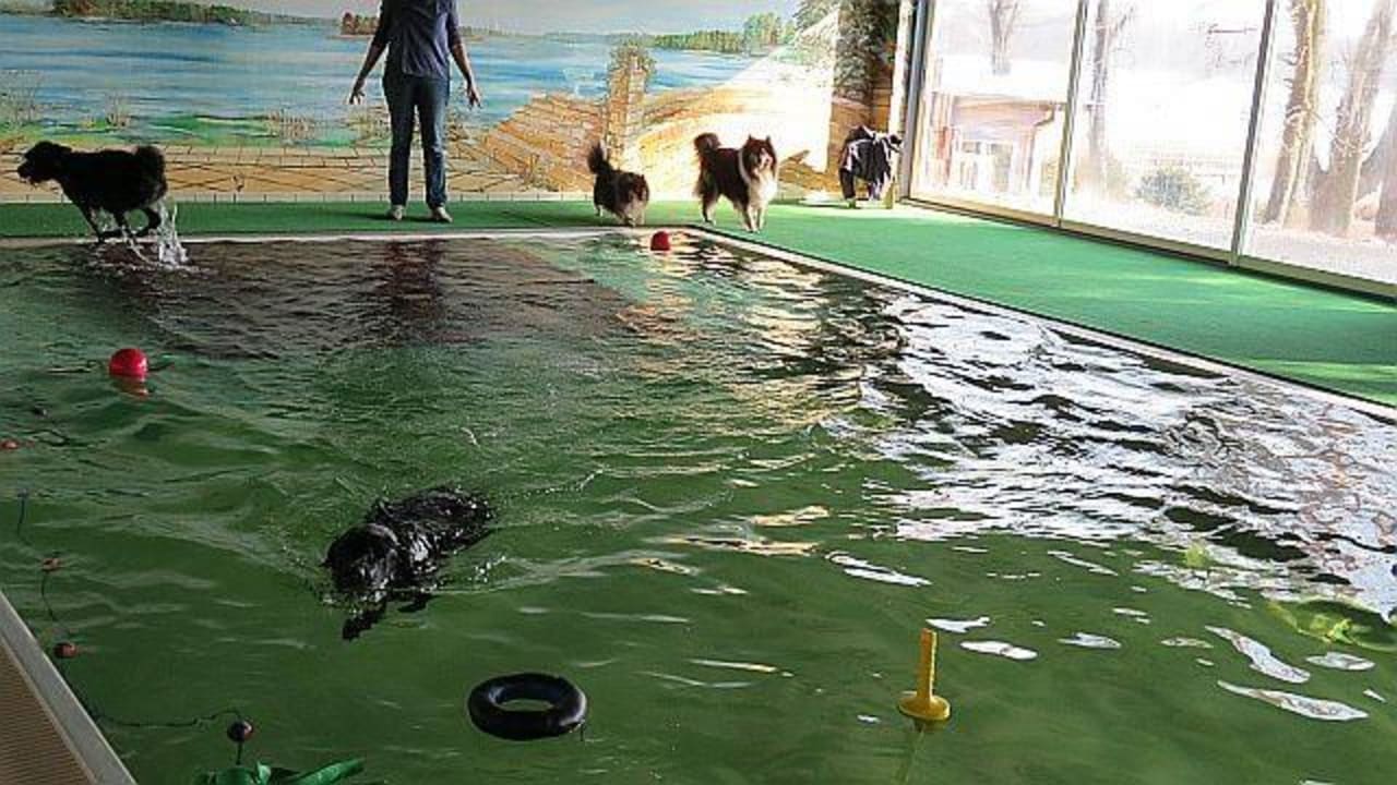 Amys Hundepool Amy's Wohlfühlvilla