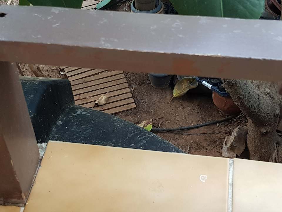 Gartenanlage allsun Hotel Malia Beach