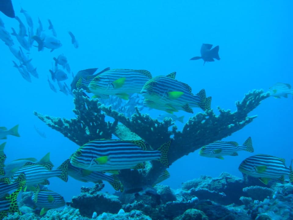 Viele bunte Fische beim Tauchen Eri Maldives