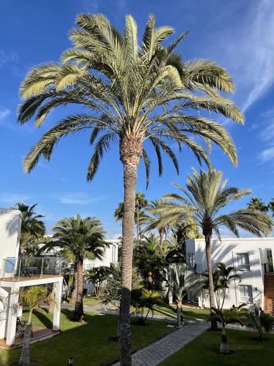 Gartenanlage Hotel Riu Palace Meloneras