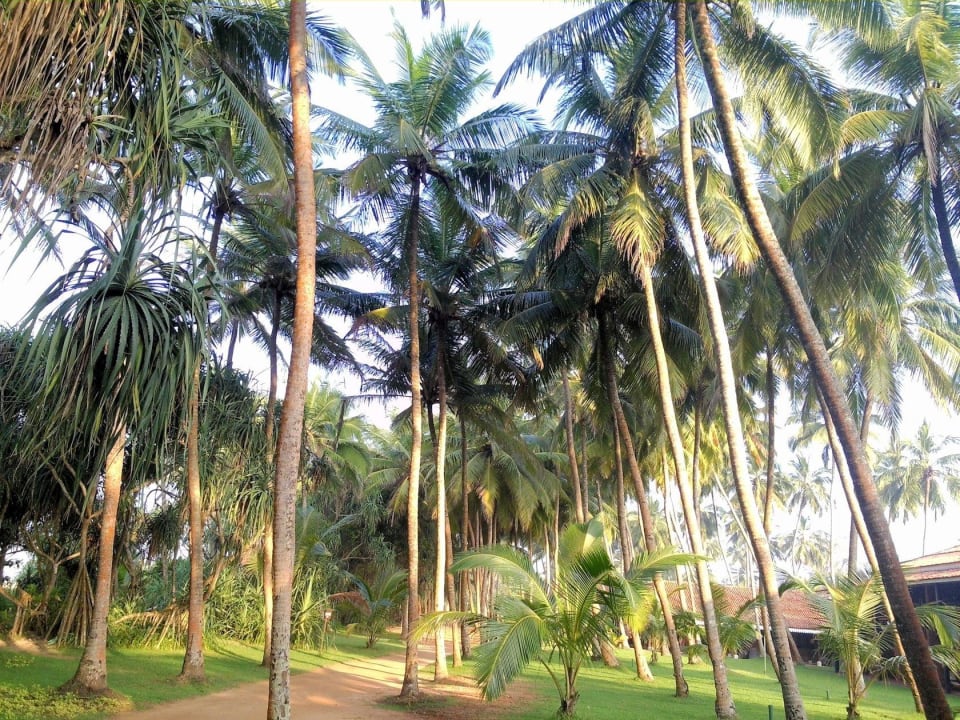 Ogród Hotel Club Bentota