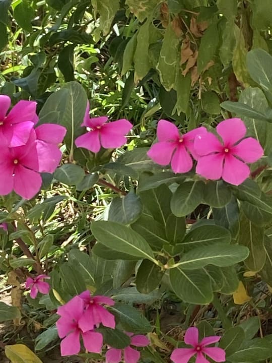 Gartenanlage Hotel Defne Garden