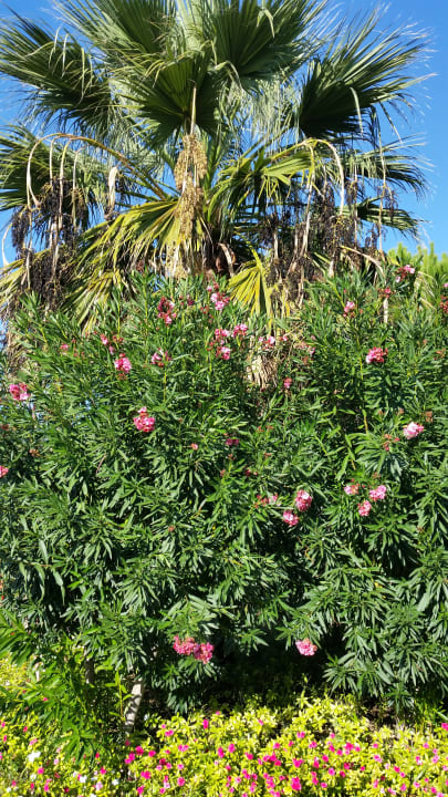 Gartenanlage VONRESORT Golden Beach