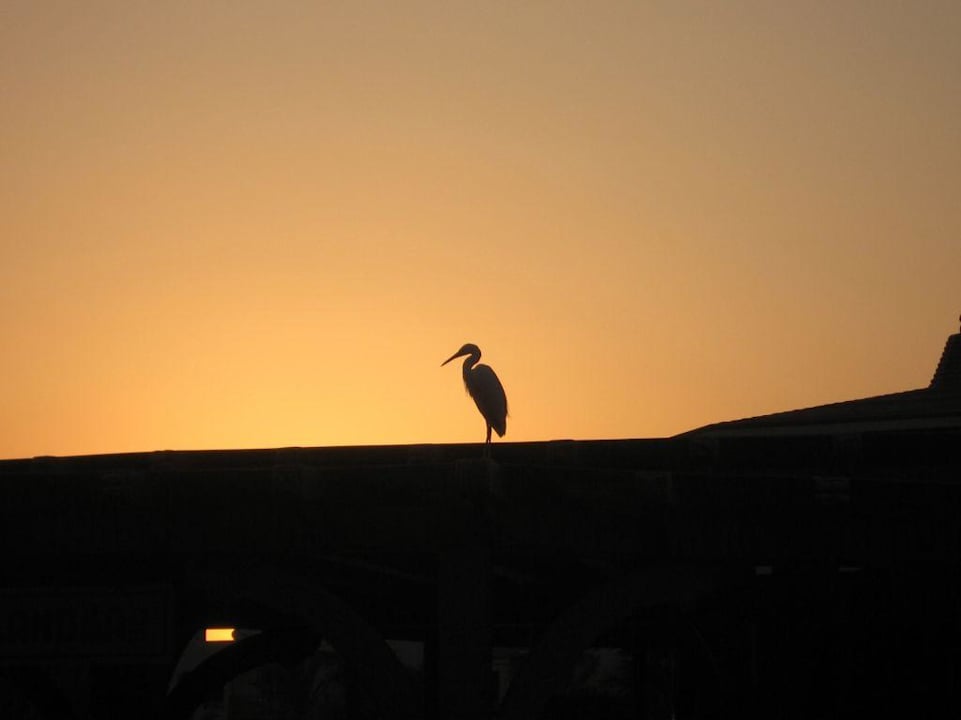 Abendstimmung Pickalbatros Dana Beach Resort - Hurghada