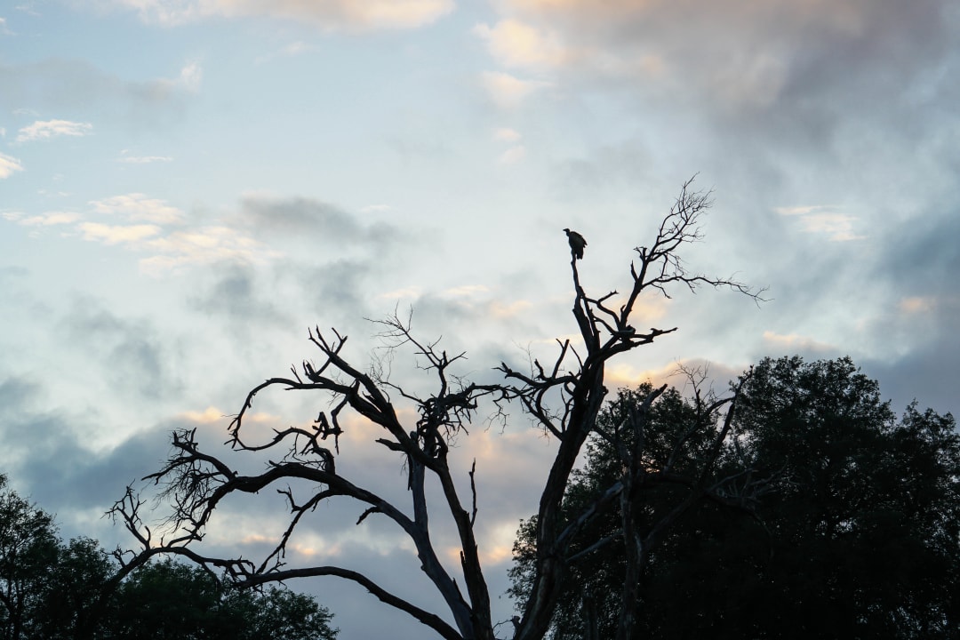 Geier auf einem Baum direkt vor der Campeinfahrt Punda Maria Rest Camp