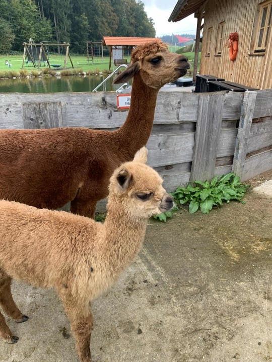 Sonstiges Staller Ferienhof