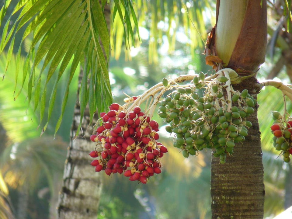 Palmenfrüchte Punta Cana Princess All Suites Resort & Spa