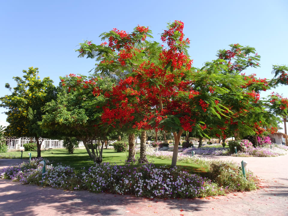 Gartenanlage Desert Rose