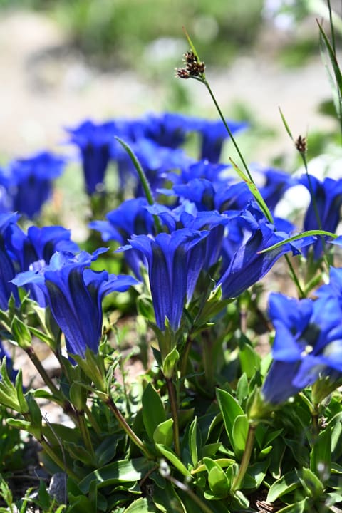 Gartenanlage Hotel Snow & Mountain Resort Schatzalp