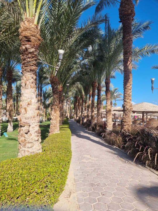 Gartenanlage Fort Arabesque Resort, Spa & Villas