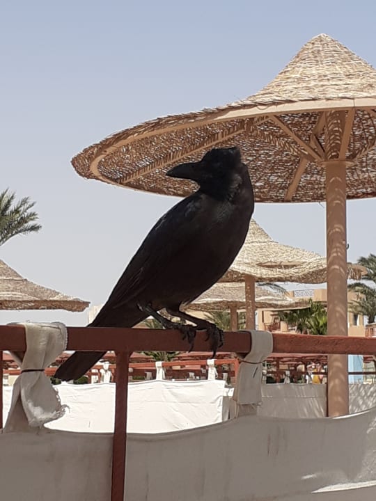 Strand Imperial Shams Abu Soma