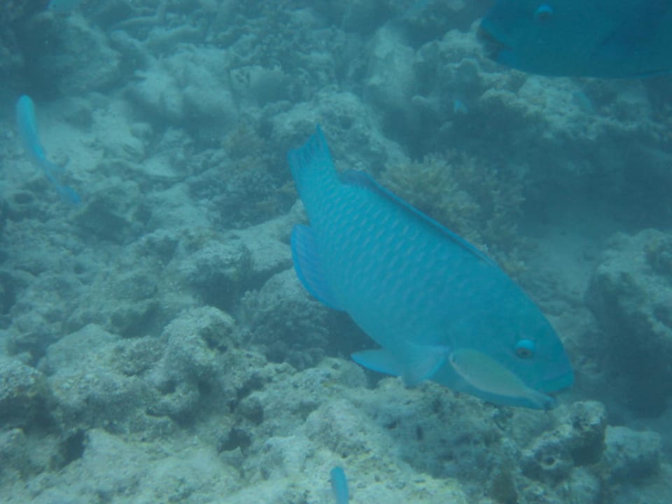 Fische in der Lagune Cinnamon Dhonveli Maldives