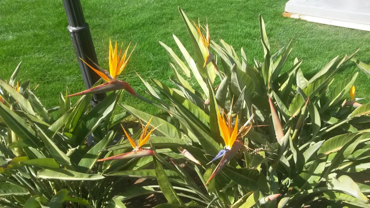 Viele Blumen Voyage Belek Golf & Spa