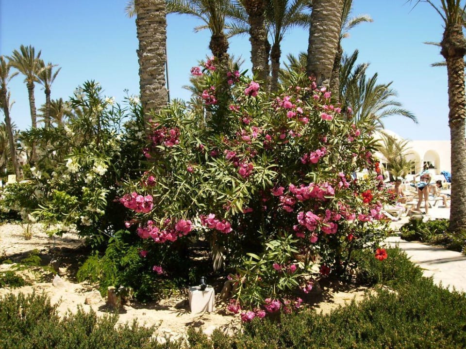 Schöne Pflanzen in der Anlage Zita Beach Resort