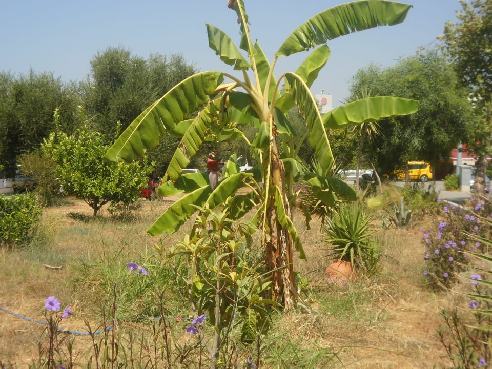 Gartenanlage Özlem Garden Hotel
